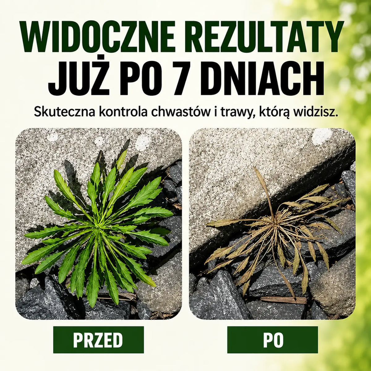🔥 VÝPRODEJ 2026 – Rychle působící přírodní sprej proti plevelu a nežádoucí trávě